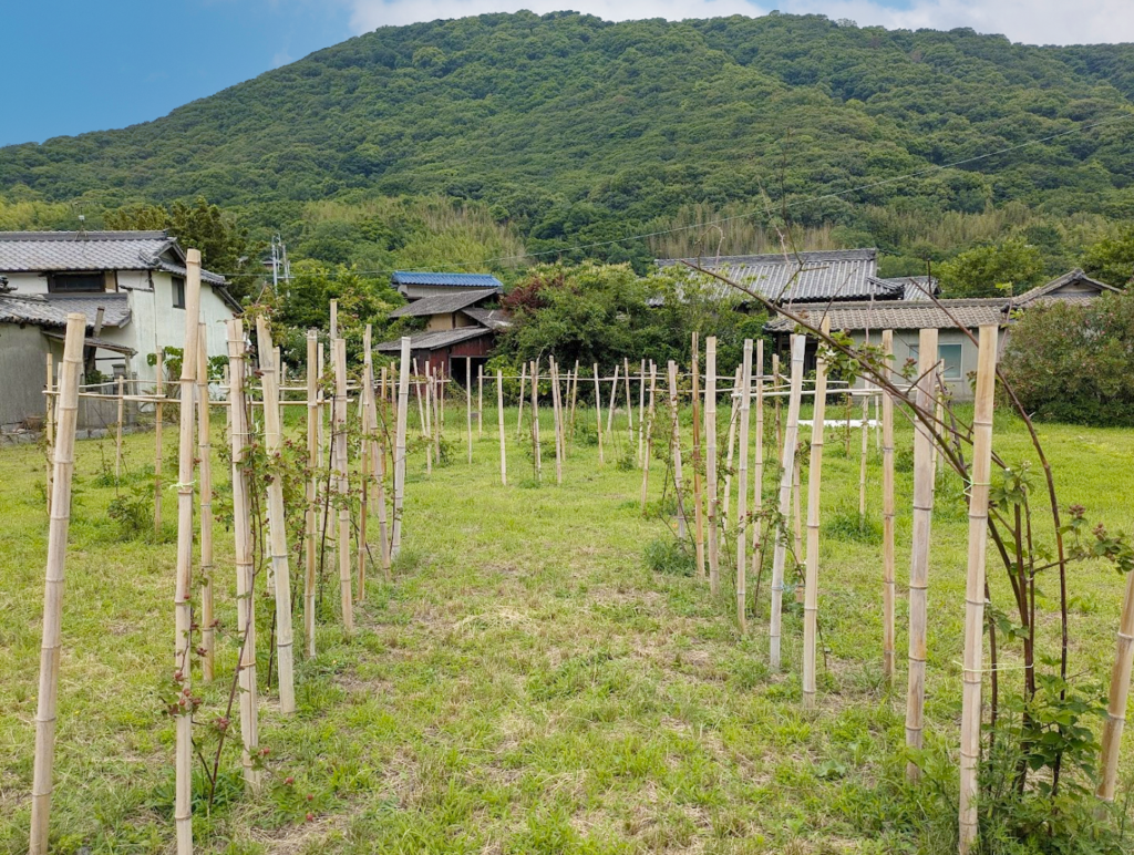 丸亀市手島 株式会社瀬戸内手島農園 ブラックベリー 